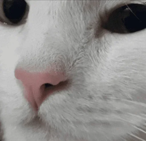 mammal animal whiskers