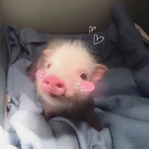 mammal animal indoor