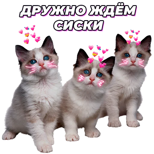 Стикер @pic4pickup - 8