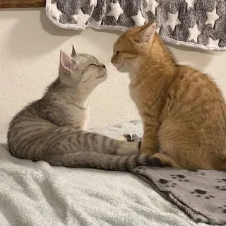 Стикер picchi - 3