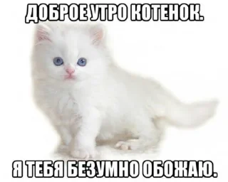 Стикер @svalkablin ꙳  ૮៸៸›  ‌‹៸៸ྀིა  пикчи и коти - 7