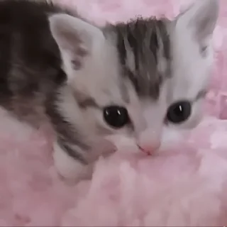 Стикер ʚɞ ня пикчи : @evaniwu  ˓  ⊹ - 10