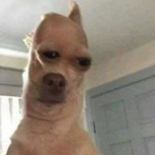 млекопитающее животное собака