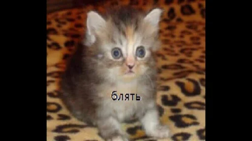 Sticker pickchi_iz_internetov - 1