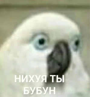 Sticker Пикчи - 11