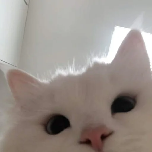 Sticker Pics by @ahahahaahaah - 11