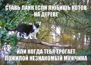 Sticker @SbornikStickers Пикчисы - 5