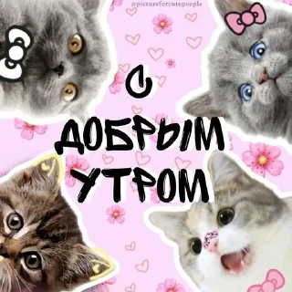 Sticker @pictureforcutepeople ночиутро - 10