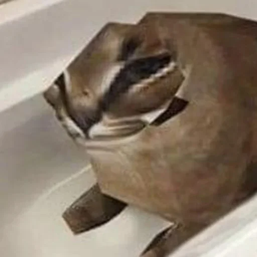 animal indoor mammal