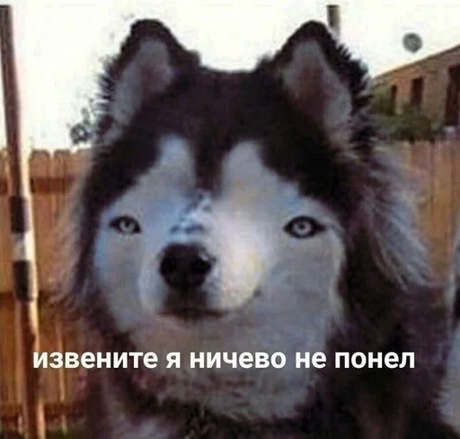 животное млекопитающее домашнее животное