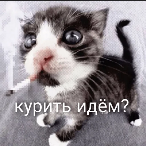 Sticker piecoquette - 1