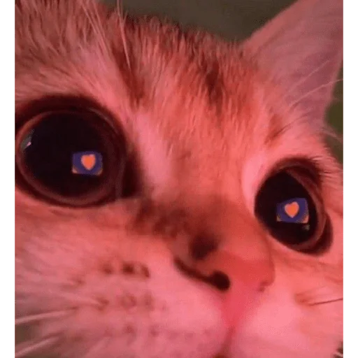 Sticker piecoquette - 1