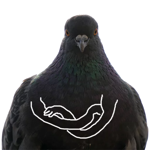 животное птица голубь