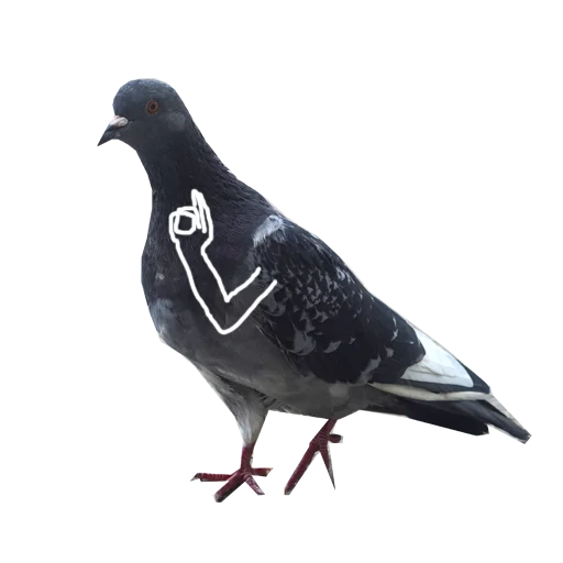 animal bird pigeon