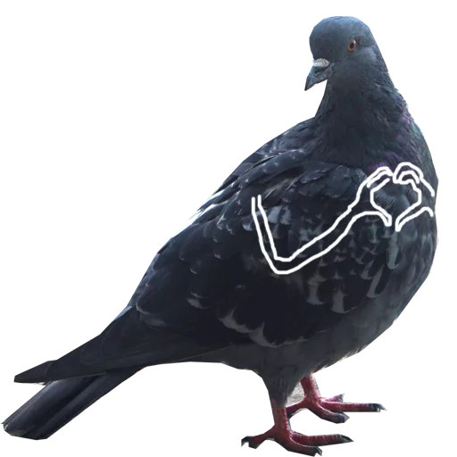animal bird pigeon