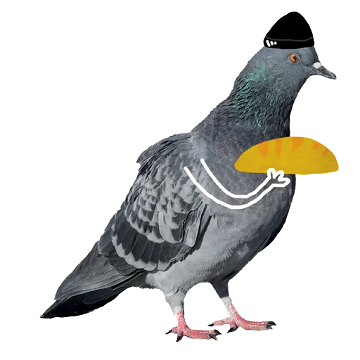 bird animal pigeon