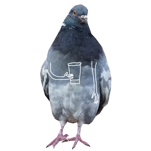 animal bird pigeon