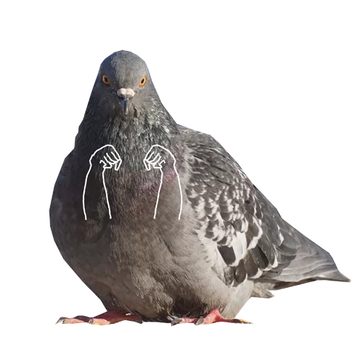 animal bird pigeon