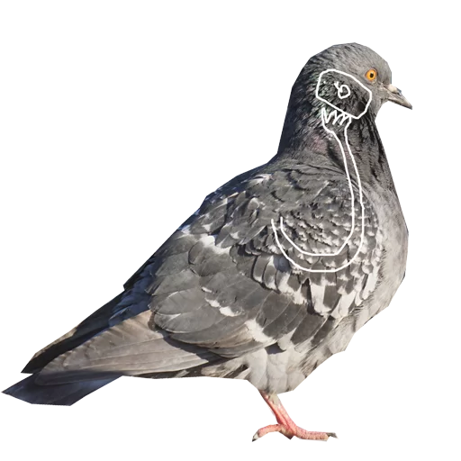 animal bird pigeon