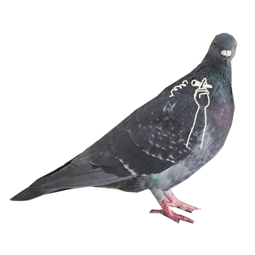 animal bird pigeon