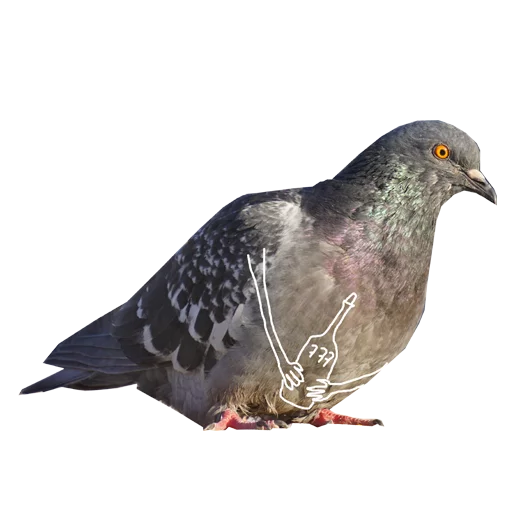 animal bird pigeon