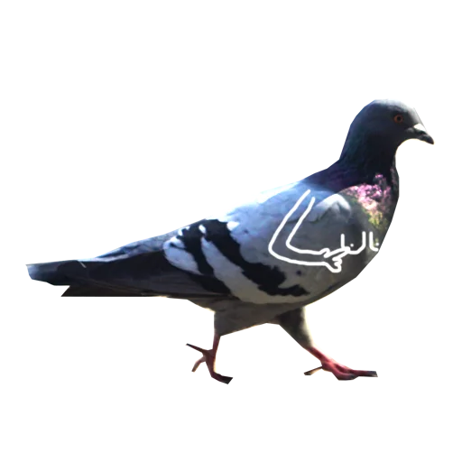 animal bird pigeon