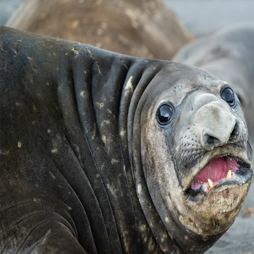 animal mammal marine mammal