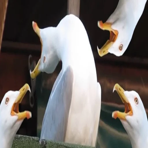 aquatic bird gull animal