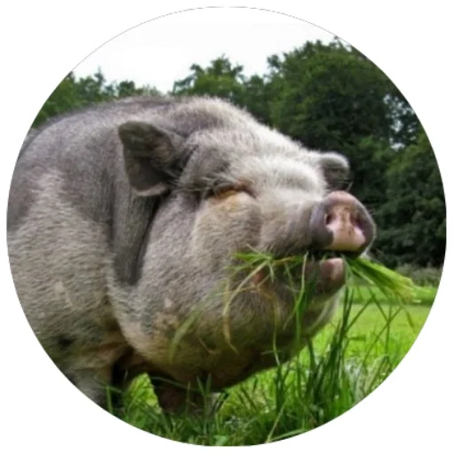 млекопитающее животное на открытом воздухе