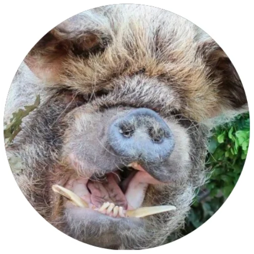 млекопитающее животное рыло