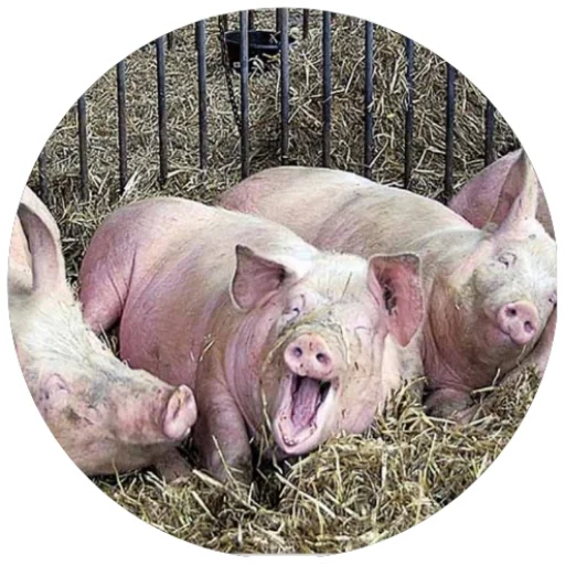 млекопитающее животное свинья