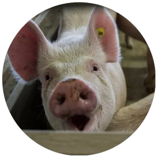 млекопитающее свинья животное