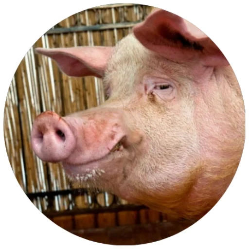 млекопитающее животное свинья