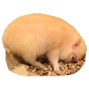 Sticker Vivi The Piggy - 3