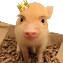 Sticker Vivi The Piggy - 6