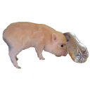 Sticker Vivi The Piggy - 4