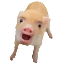 Sticker Vivi The Piggy - 2