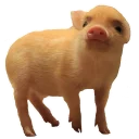 Sticker Vivi The Piggy - 5