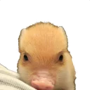 Sticker Vivi The Piggy - 0