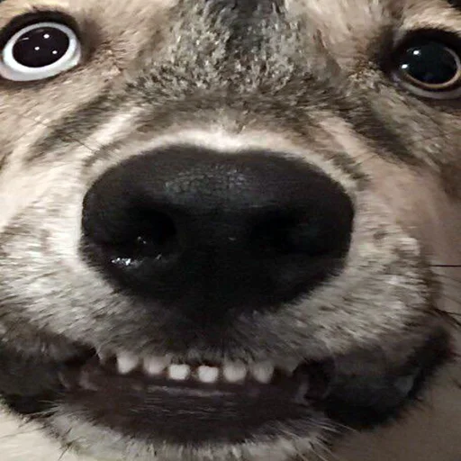 mammal animal dog breed