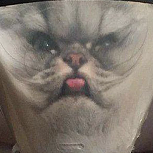 cat small to medium-sized cats felidae