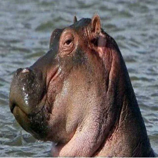 animal mammal hippo
