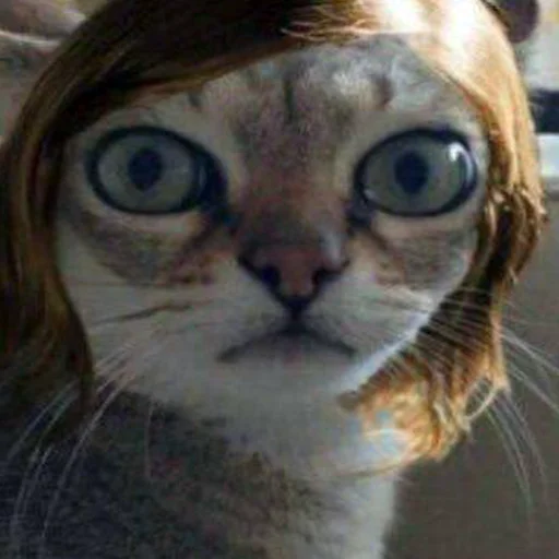 животное кошка млекопитающее