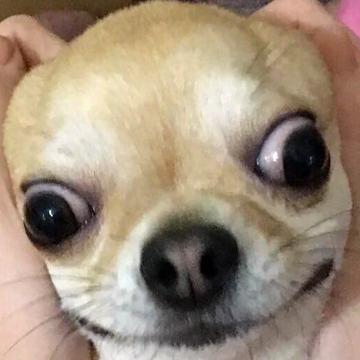 млекопитающее животное домашнее животное