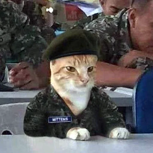 Человек кошка СМС