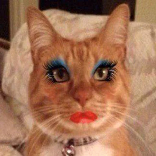 кошка млекопитающее животное