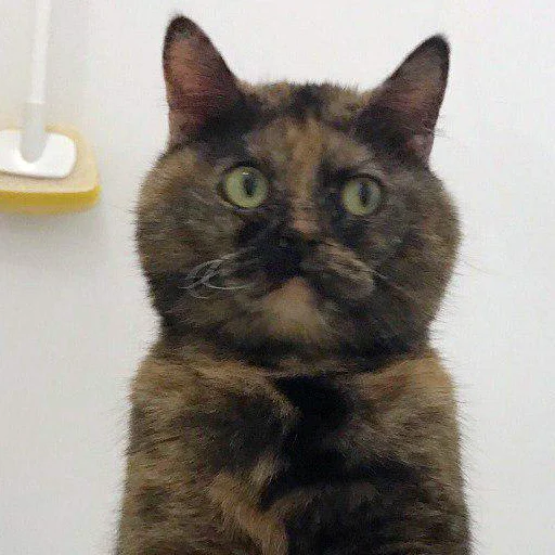 млекопитающее животное домашняя кошка