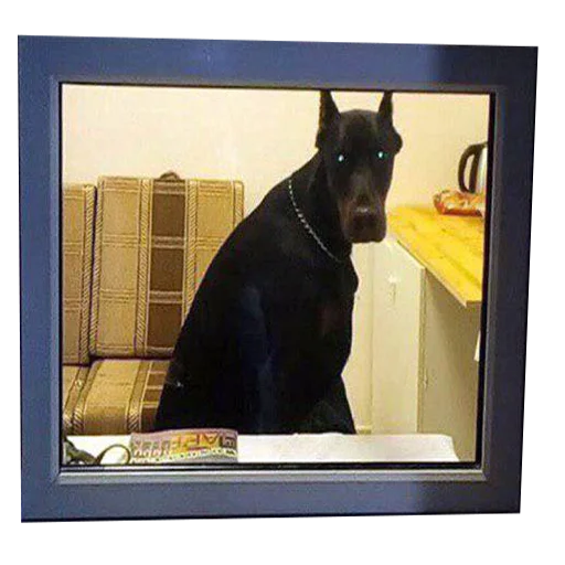 собака окно домашнее животное