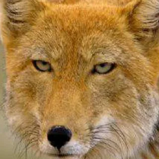 шерстяные пидарасы от @pidrasi - животное