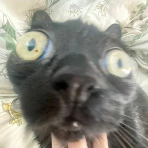 animal domestic cat small to medium-sized cats